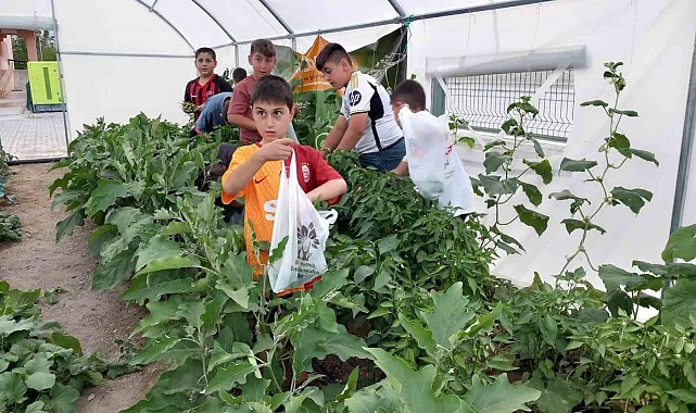Erzincan'da minik öğrenciler sebze hasadına başladı