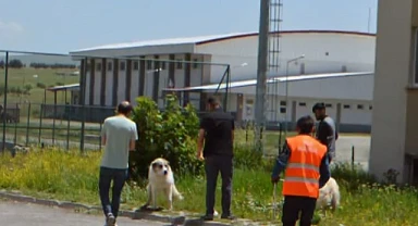 Göle Belediyesi, başıboş sokak hayvanlarını toplamaya başladı