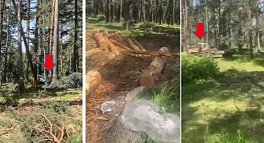Göle'de ağaç katliamına köylüler destek mi veriyor?