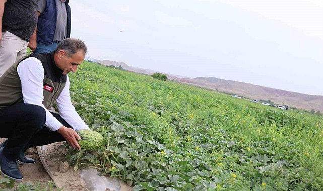 Kars'ın kavun ve karpuz ihtiyacı Digor'dan karşılanacak