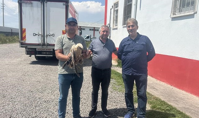 Kars'ta yaralı şahin tedavi aylına alındı