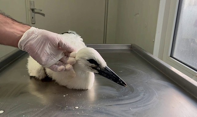 Öksüz leylek yavrusuna şefkat eli uzandı