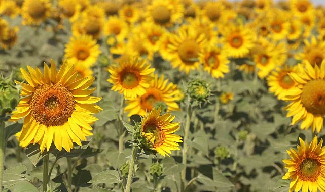 Sarıya boyanan ayçiçeği tarlaları hasat için gün sayıyor
