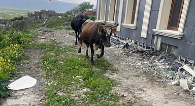 Tarihi yerleri gübre kokusu sardı