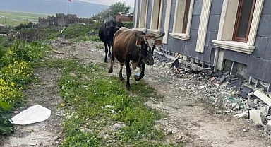 Tarihi yerleri gübre kokusu sardı