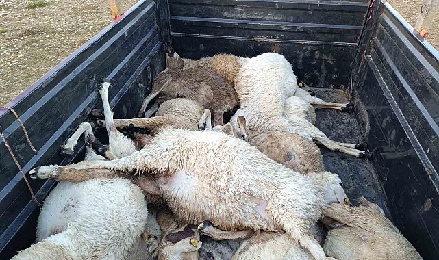Tunceli'de sürüye yıldırım isabet etti: 16 koyun telef oldu
