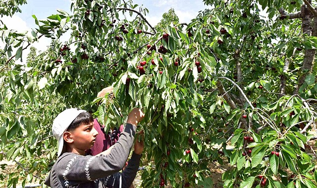 Türkiye'nin en geç kiraz hasadı Ahlat'ta yapılıyor