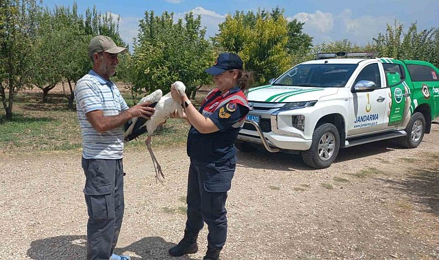 Yaralı leylek, koruma altına alındı