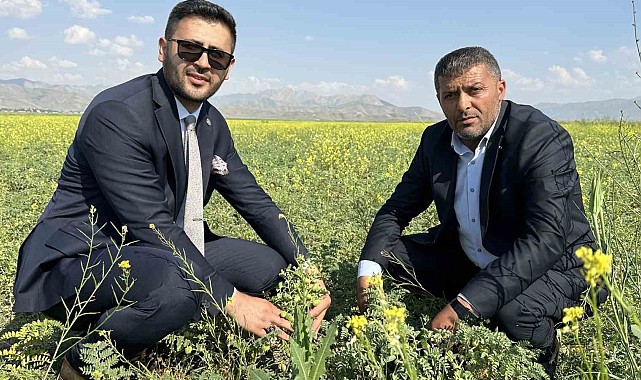 Yüksekova'da nohut bereketi