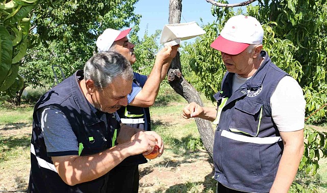 Akdeniz sineği Erzincan'ın meyve bahçelerini tehdit ediyor!