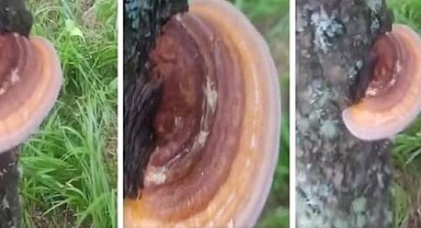 Ardahan ormanlarında nadir Reishi mantarı bulundu