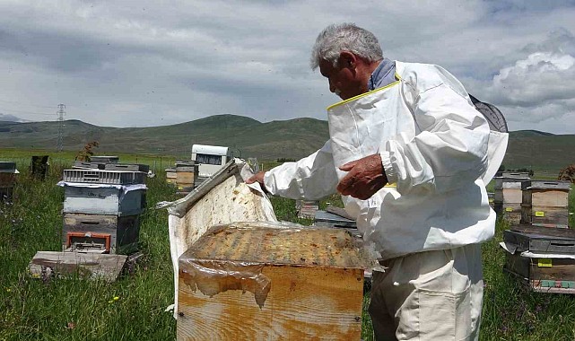 Ardahan'da coğrafi işaretli bal hasadı başladı; 450 ton bal üretimi bekleniyor