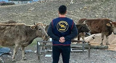 Çalınan hayvanları jandarma buldu