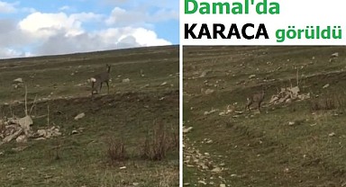 Damal’da Karaca görüldü