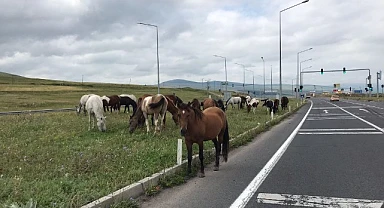 Dikkat at çıkabilir!