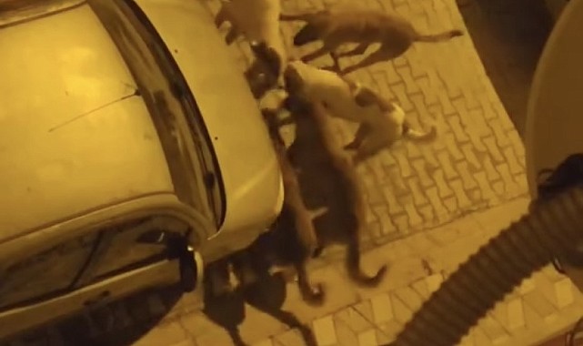 Elazığ'da sokak köpekleri kediyi parçaladı