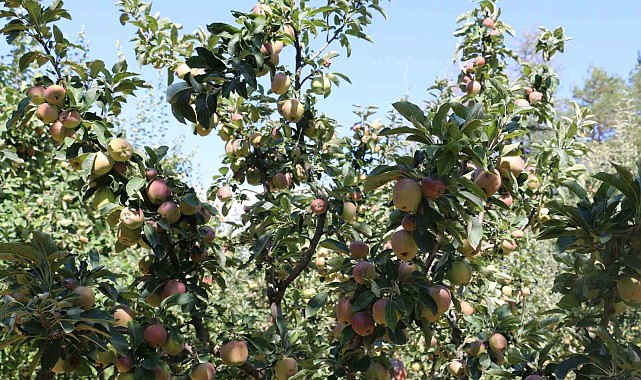 Erzincan Ovası bu yıl yüksek rekolte ile çiftçinin yüzünü güldürüyor