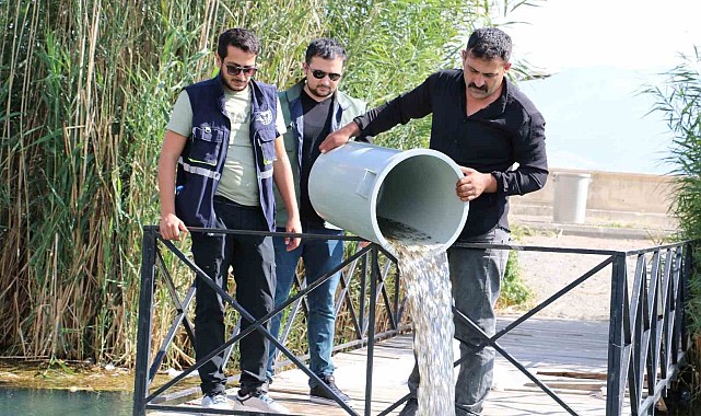 Erzincan'da barajlara 560 bin sazan balığı bırakıldı