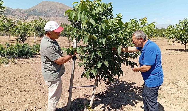 Erzincan'da ceviz yetiştiriciliği artıyor