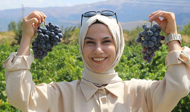 Erzincan'ın tescilli Cimin üzümü, dünyaca meşhur İtalya'nın üzümüne rakip oldu