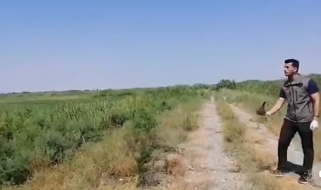 Iğdır'da yaralı halde bulunan kerkenez kuşu koruma altına alındı