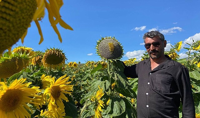 İmamoğlu’nun desteğiyle Ardahan’da ayçiçeği yetiştiriyor