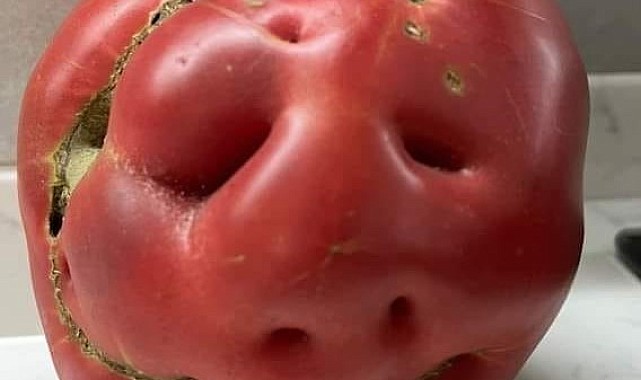 İnsan yüzünü andıran domates hayrete düşürdü