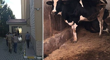 Jandarma, hayvan hırsızlarına göz açtırmıyor