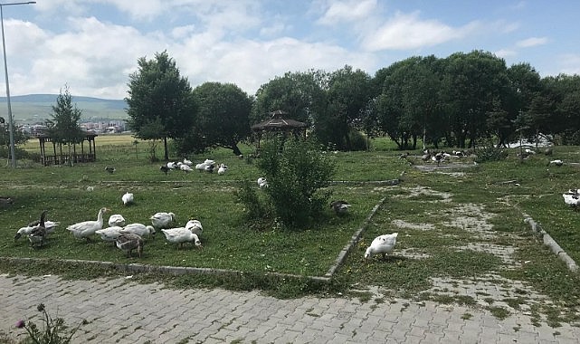 Kazlar meralarda besleniyor