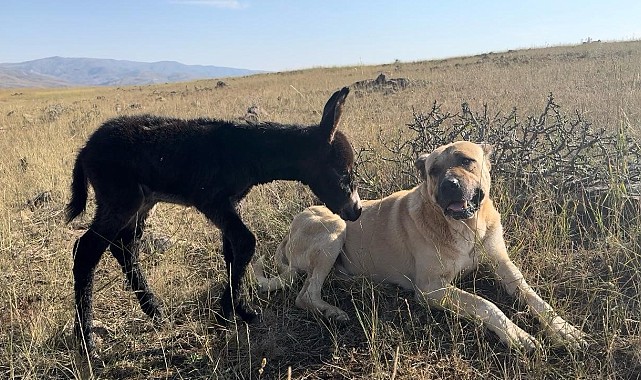 'Kral' bu kez sürünün eşeğine sahip çıktı