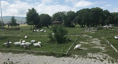 Kura Nehri'nde renkli kaz manzarası