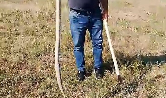 Lastik arasında 1 metre uzunluğundaki yılan korkuttu