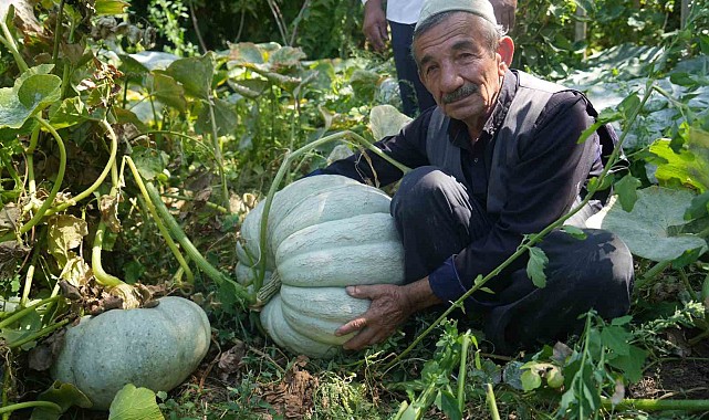 Muşlu çiftçi 50 kiloluk bal kabağı yetiştirdi