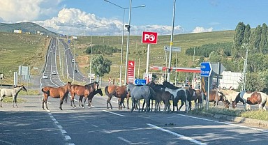 Osman bu atların sahibi nerede?