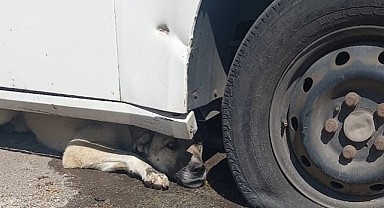 Otomobilin altına sıkışan köpeği itfaiye kurtardı