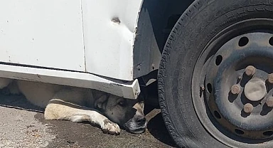Otomobilin altına sıkışan köpeği itfaiye kurtardı
