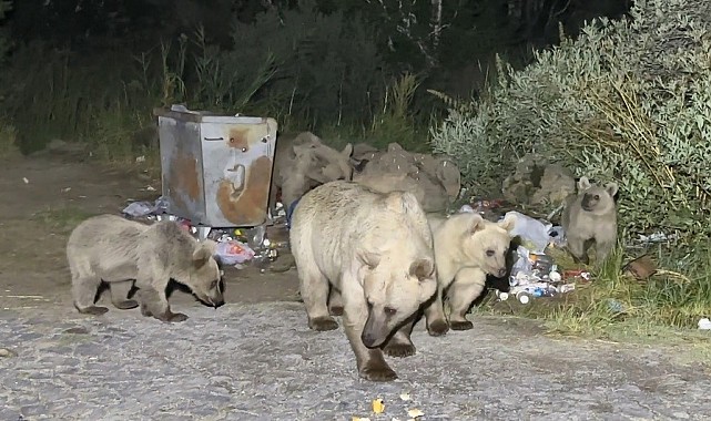 Pikniğe giden vatandaşlar ayı sürprizi ile karşılaşıyor