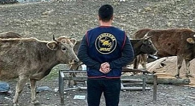 Şavşat'ta çalınan 7 büyükbaş hayvan Ardahan'da bulundu