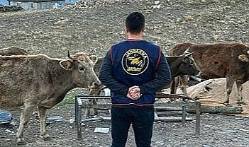 Şavşat'ta çalınan 7 büyükbaş hayvan Ardahan'da bulundu