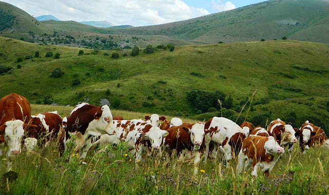 Urema Yaylası doğal güzelliğini koruyor