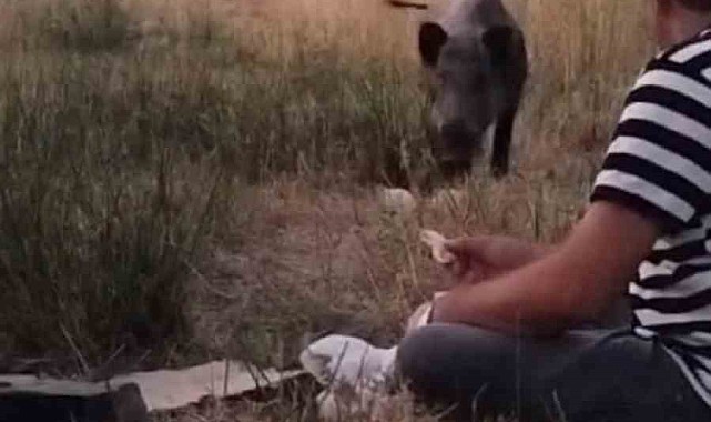 Yaban domuzu piknikçilerin misafiri oldu