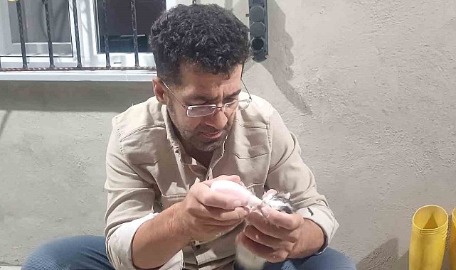 Yalnız kalan yavru kedileri biberonla emziriliyor