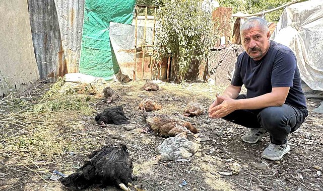 Yüksekova'da başıboş köpekler kümese girerek çok sayıda tavuğu telef etti