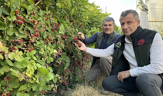Yüksekova'da böğürtlen bereketi
