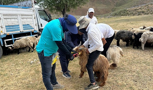 Yüksekova'da küpeleme ve aşılama çalışması sürüyor