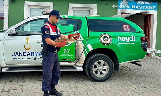 Ağrı'da bitkin düşen Balıkçıl Kuşu, jandarma tarafından kurtarıldı