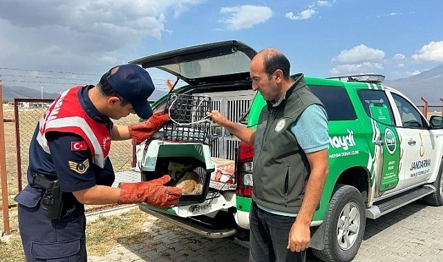 Ağrı'da bitkin düşen tilki, jandarmanın hassas müdahalesiyle kurtarıldı