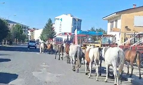 Ardahan'da başıboş atlar sokak ortasında geziyor