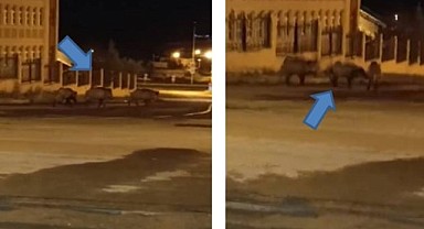 Ardahan'da domuz sürüsü görüntülendi