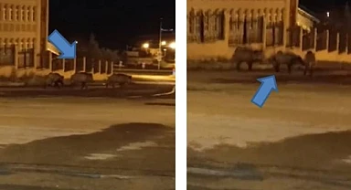 Ardahan'da domuz sürüsü görüntülendi